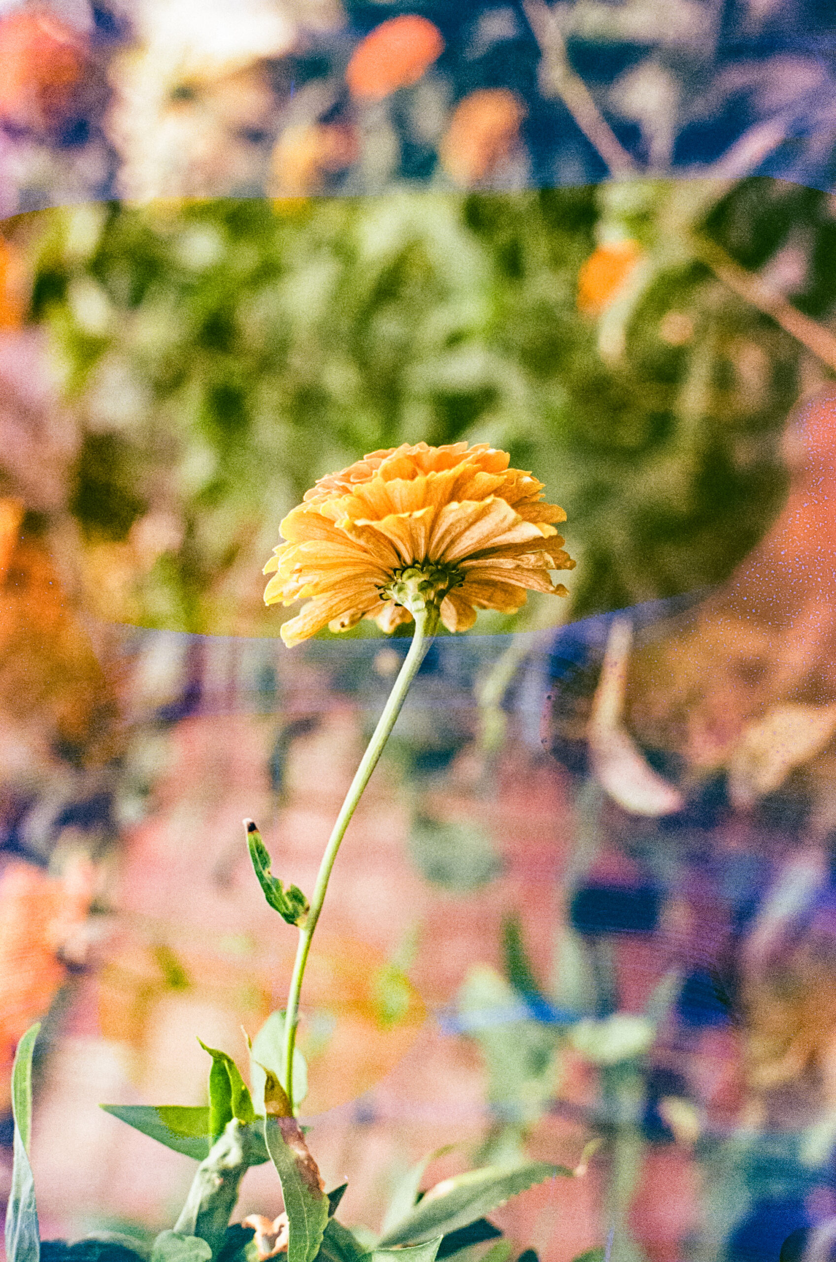 Glory