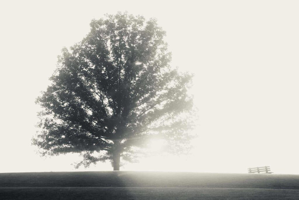 Hazy Tree